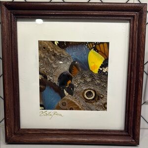 Framed Exotic Butterfly Art